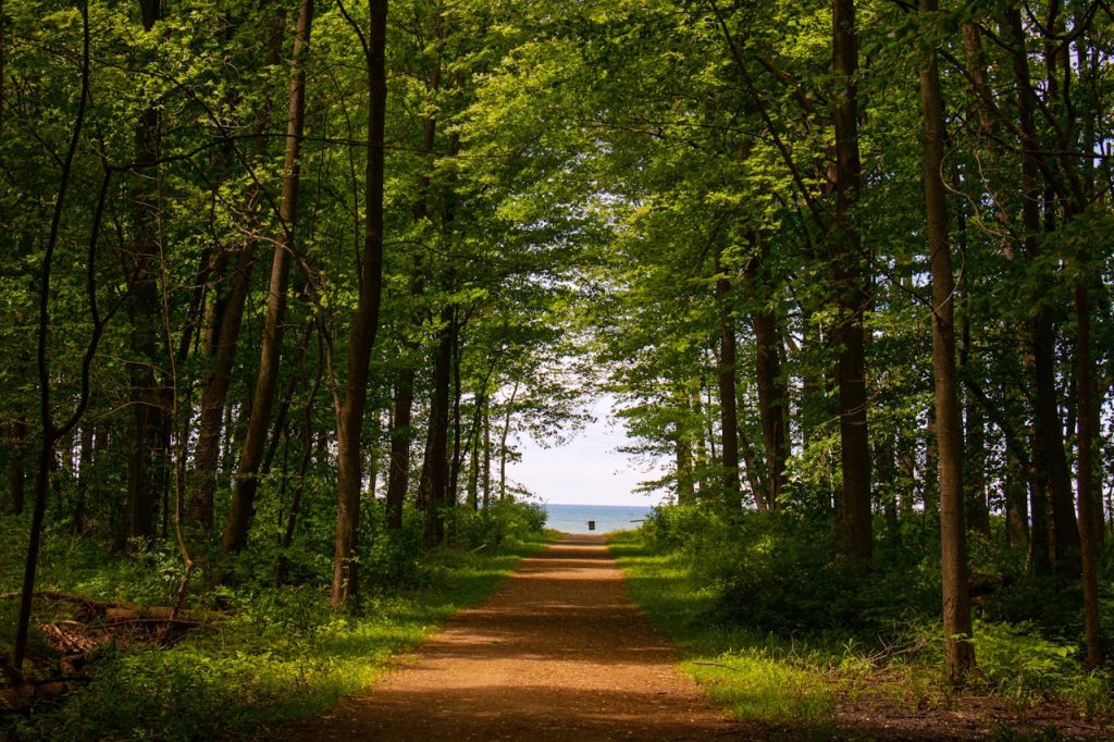 tall green trees leading to a beach via a brown path of soil