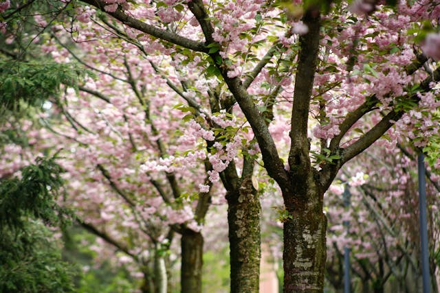 Cherry Blossom trees